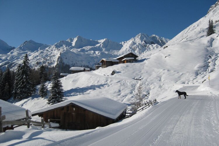 Ein klarer blauer Himmel über einer verschneiten Berglandschaft, während ein Hund auf dem Weg steht und die Umgebung erkundet.