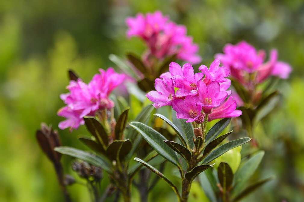 Lebendige lila Alpenrosen blühen üppig vor einem unscharfen, grünen Hintergrund, der die Farben hervorhebt.
